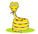 yellow python coiled